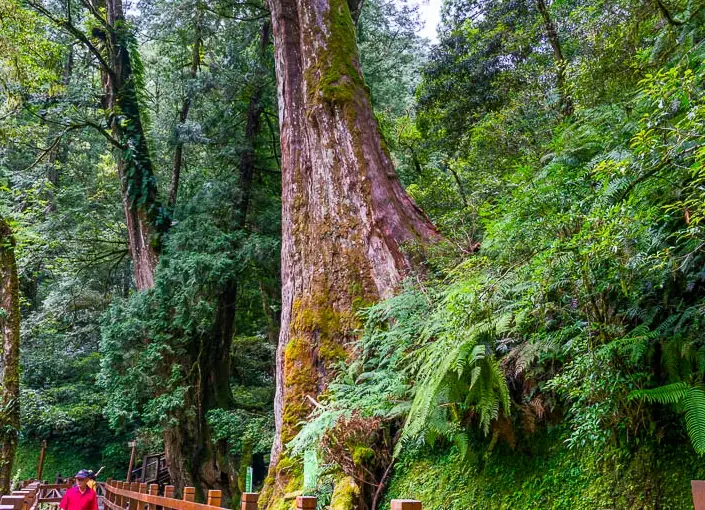 拉拉山登山步道