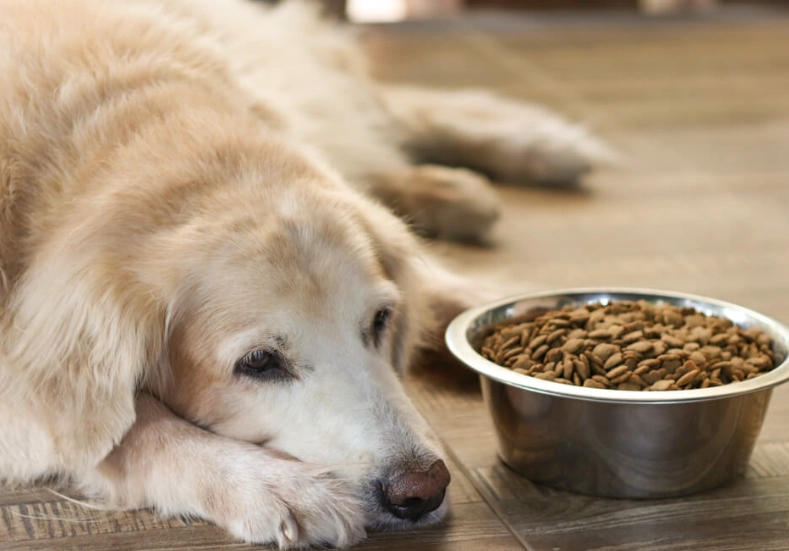 狗狗一天吃多少克