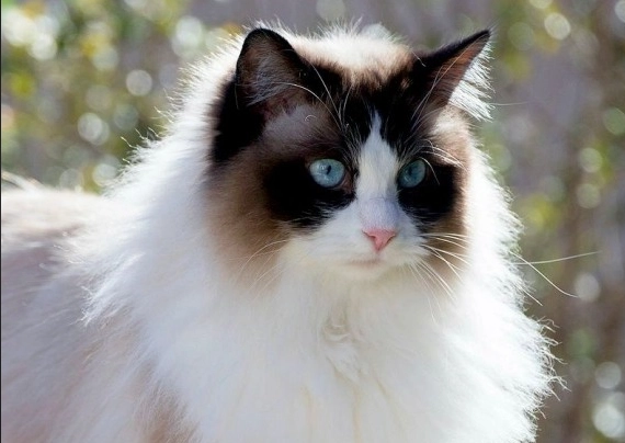 布偶貓飼料選擇