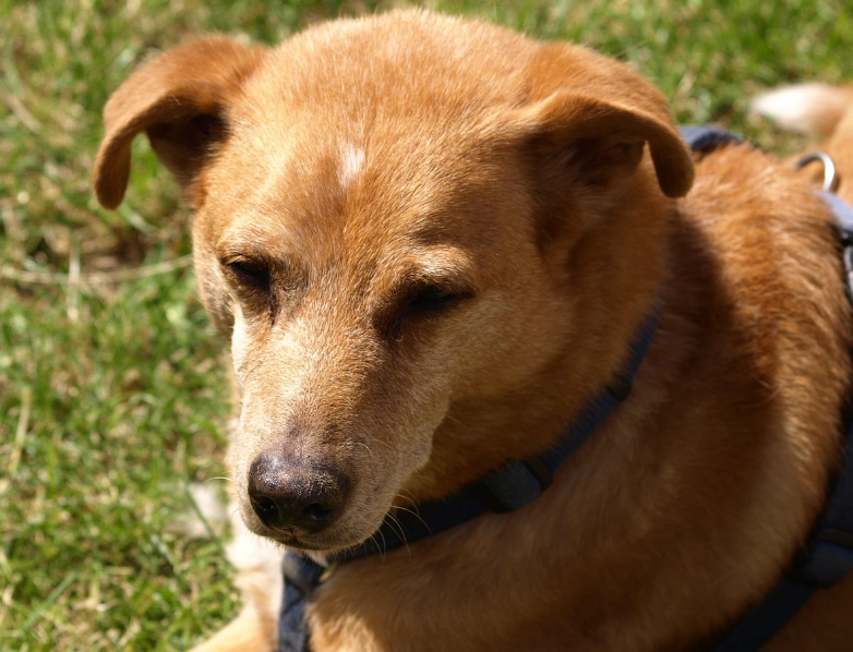 狗狗一天吃多少克