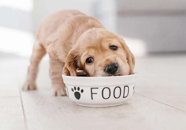 狗狗魚油拉肚子