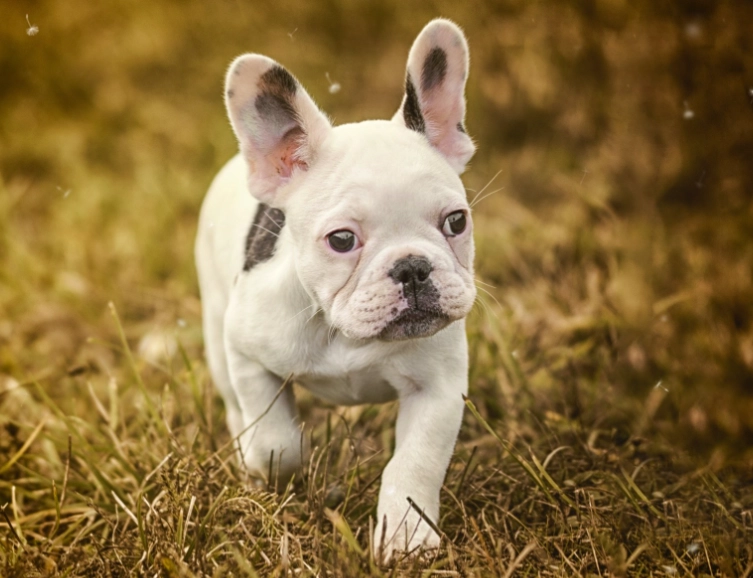 法國鬥牛犬壽命