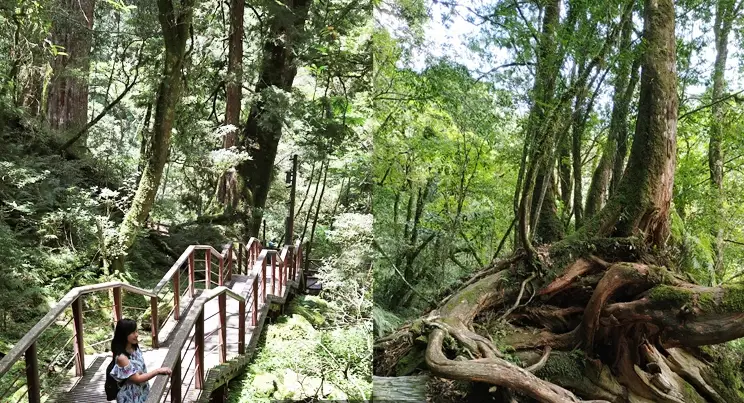 拉拉山登山步道