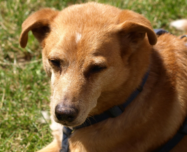 狗狗蛋白質計算