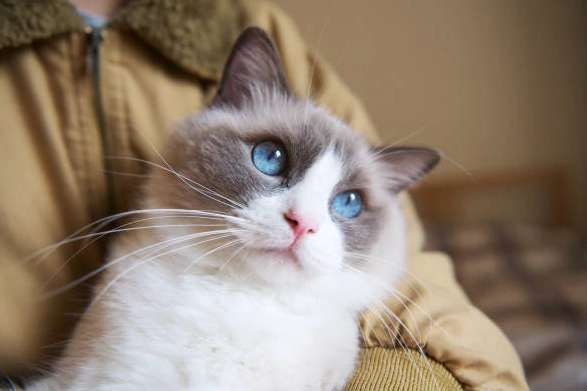 布偶貓飲食管理