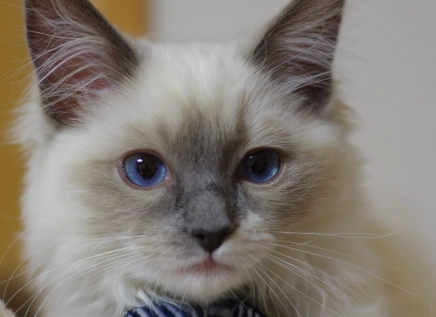 布偶貓飲食管理