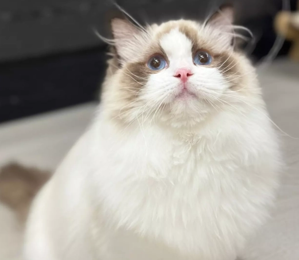 布偶貓飼料選擇