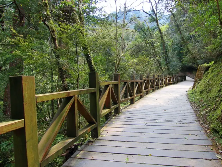 拉拉山巨木群步道