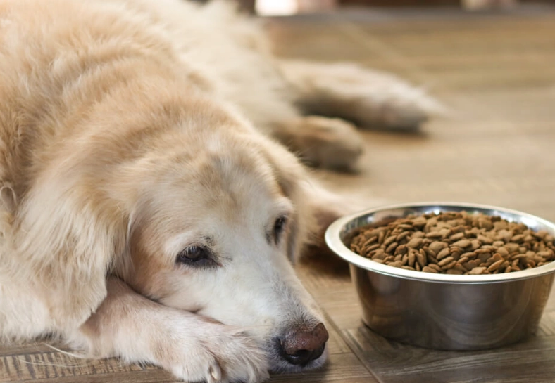 老狗蛋白質攝取量