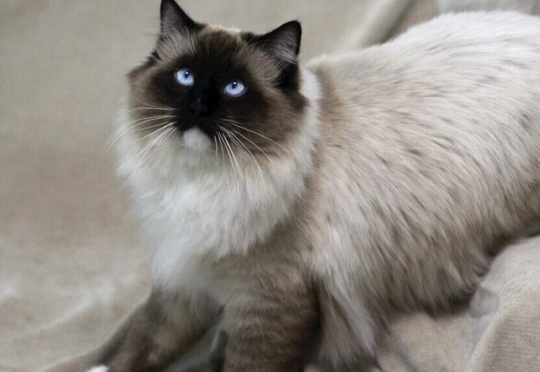 布偶貓飼料選擇