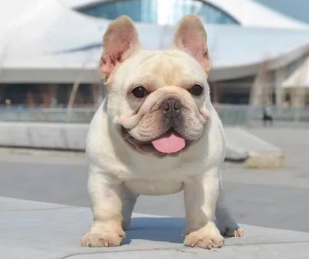 法國鬥牛犬壽命