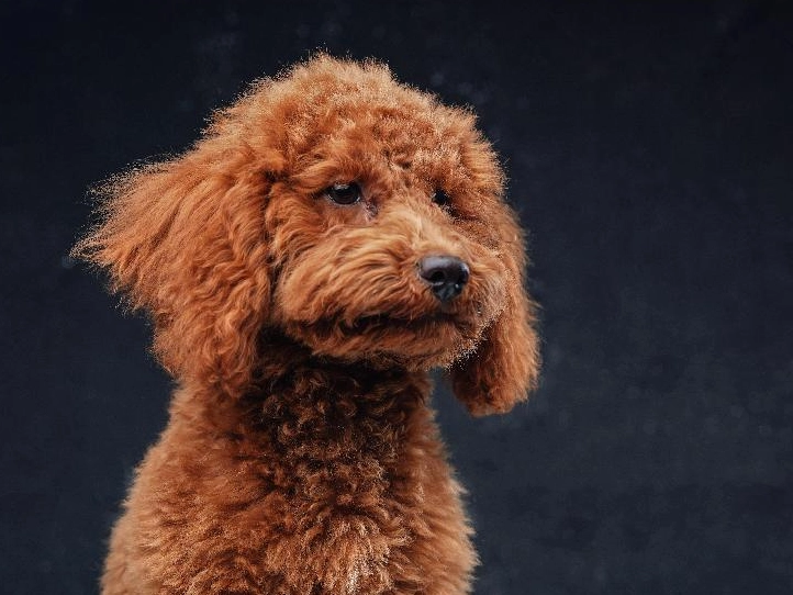 狗嘔吐黃色液體