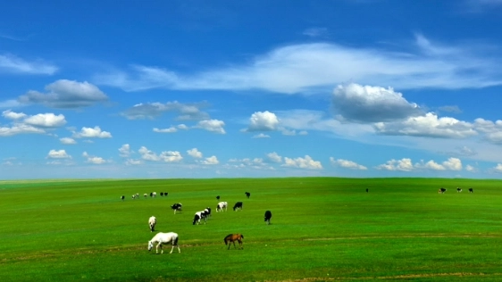 呼倫貝爾草原攻略