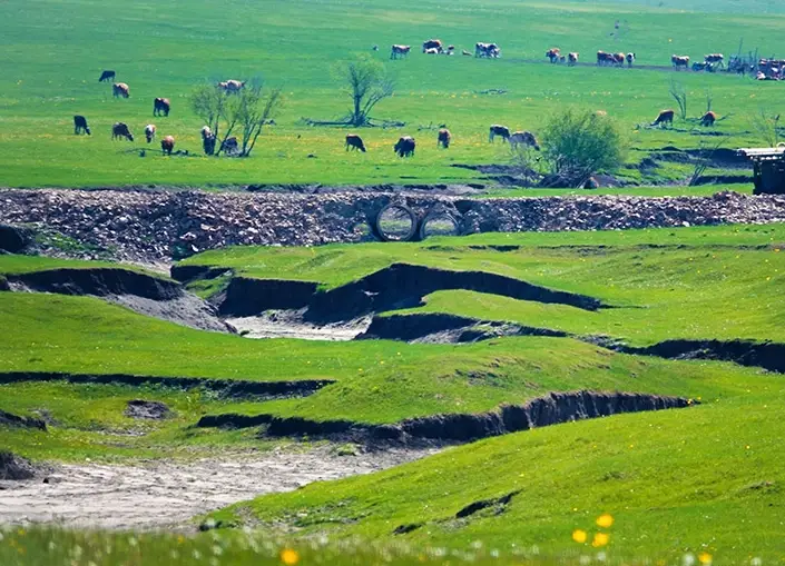 呼倫貝爾草原攻略