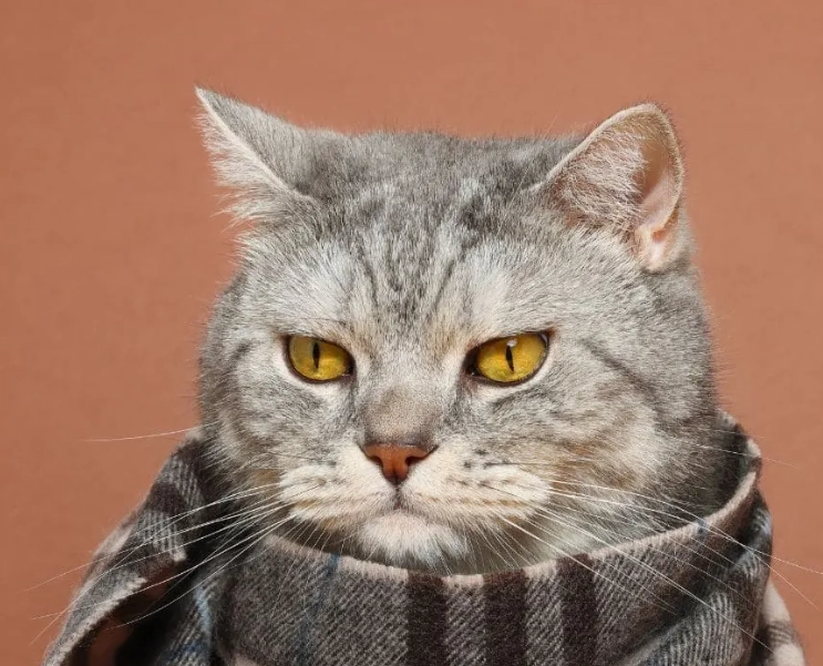 A型流感 猫
