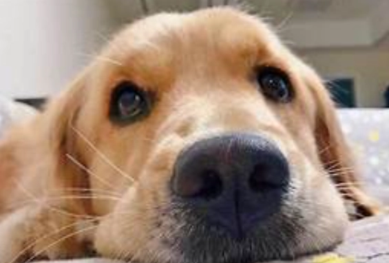 狗嘔吐黃色液體