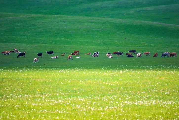 內蒙古草原旅遊