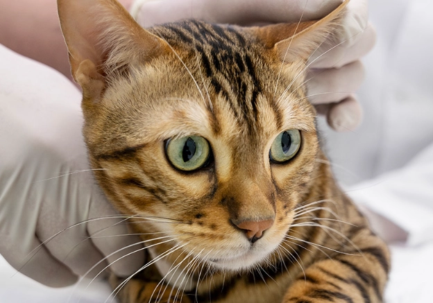 猫咪 感冒 症状