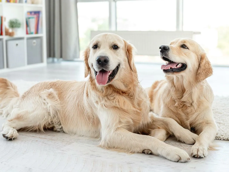 黃金獵犬性格