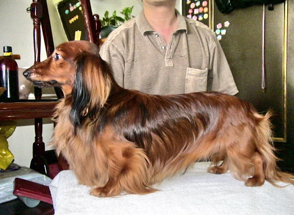 迷你長毛臘腸狗 飼養