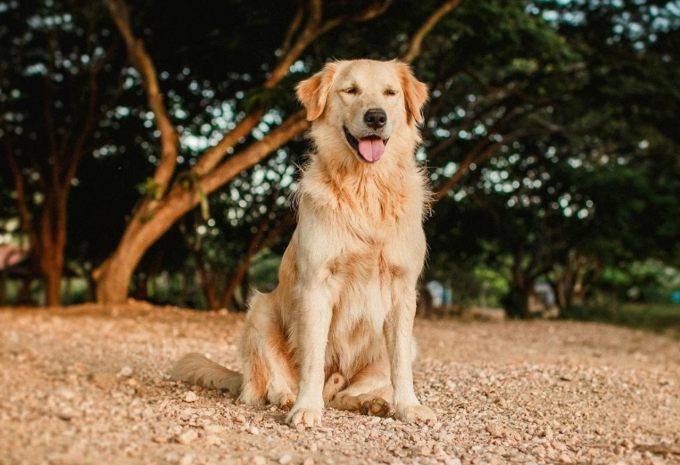 黃金獵犬性格