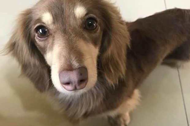 迷你長毛臘腸狗 飼養