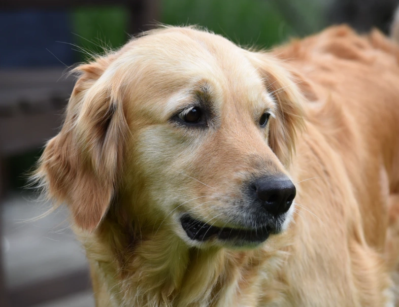 黃金獵犬飼養