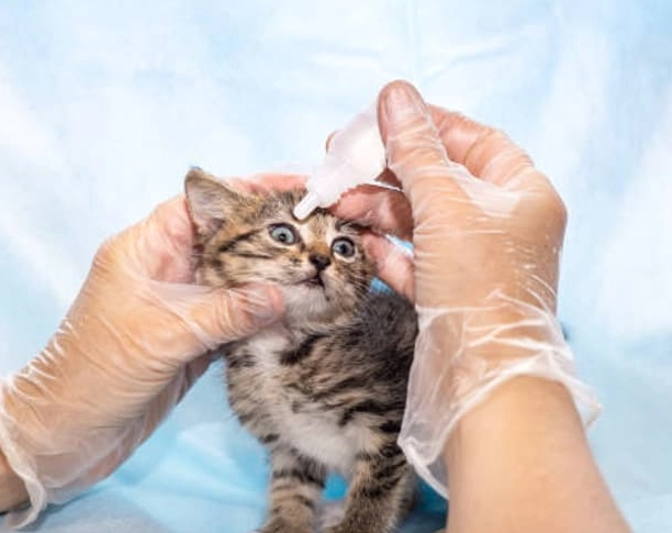 貓咪結膜炎眼藥水選購、使用與常見問題全攻略