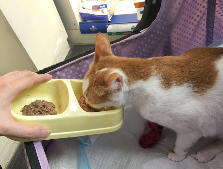 貓膀胱炎治療