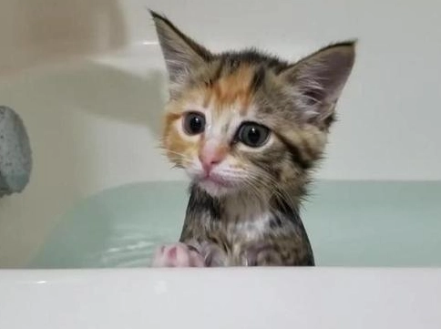 幼貓洗澡頻率