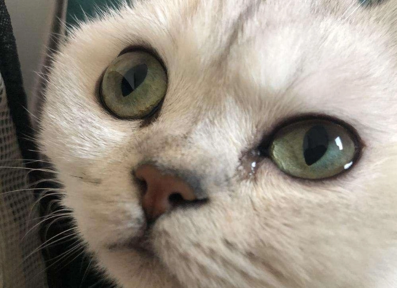 貓咪眼睛睜不開流眼淚