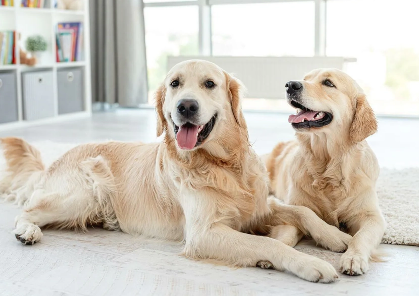 黃金獵犬訓練方法
