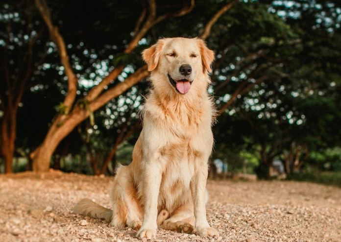 黃金獵犬訓練方法