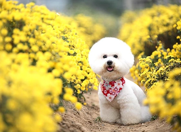 比熊犬訓練
