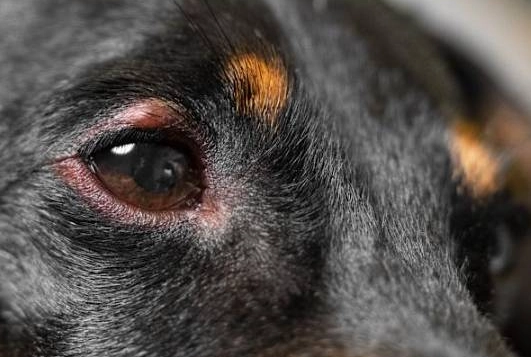狗狗淚腺炎 狗狗淚腺炎