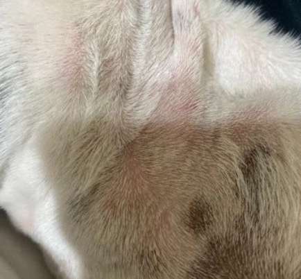 狗狗皮膚過敏