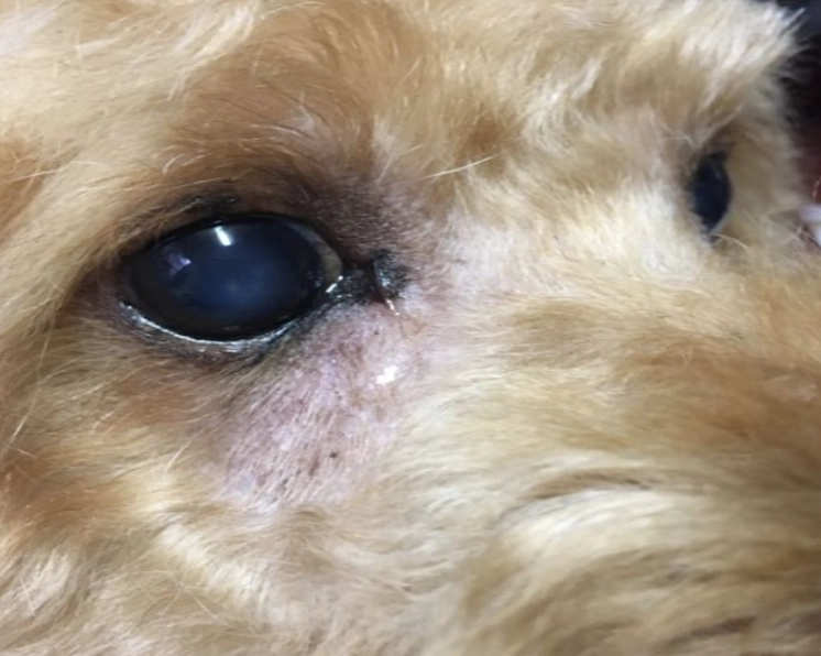 狗狗眼睛腫 狗狗眼睛腫