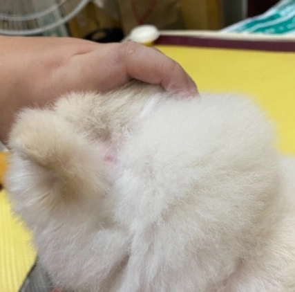 狗狗皮膚過敏