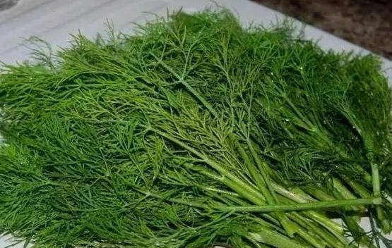 茴香菜副作用 茴香菜副作用