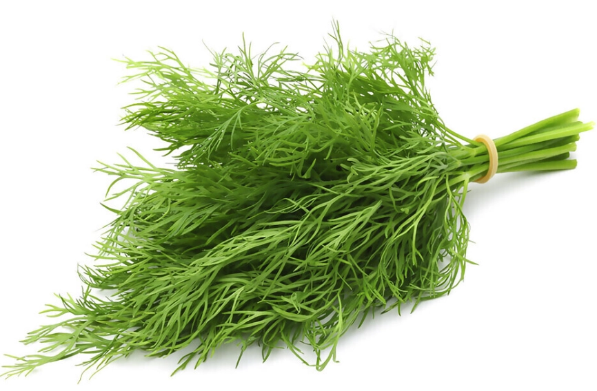 茴香菜不能和什麼一起吃 茴香菜不能和什麼一起吃