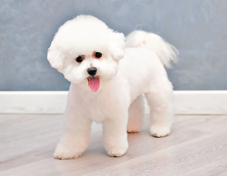 比熊犬訓練