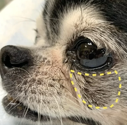 狗狗淚腺炎 狗狗淚腺炎