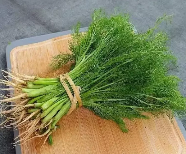 茴香菜副作用 茴香菜副作用