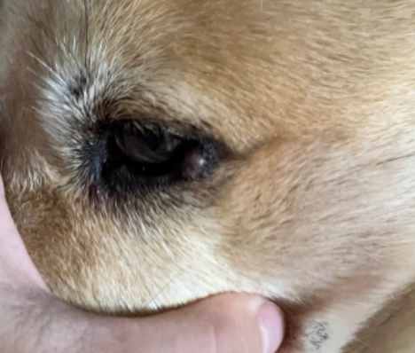 狗眼睛下方腫脹原因 狗眼睛下方腫脹原因