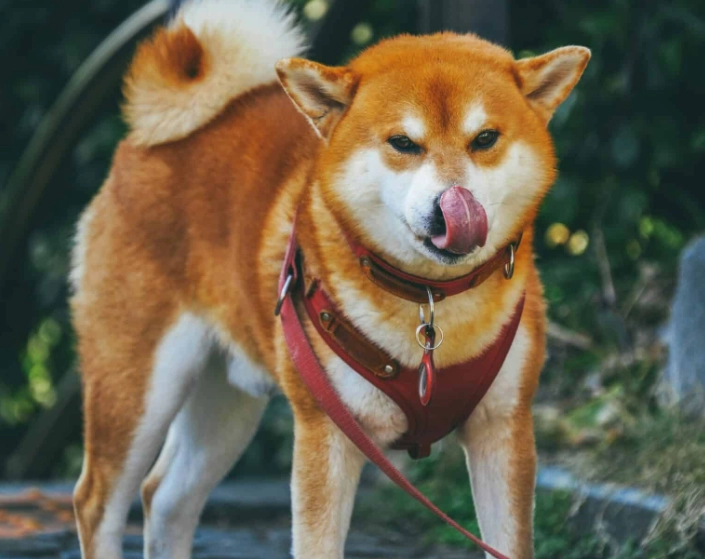 狗水果安全