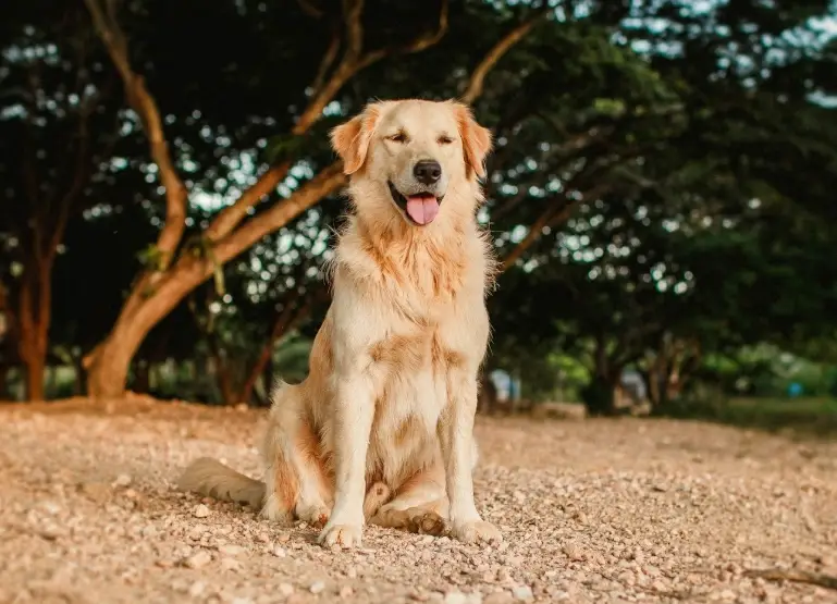 黃金獵犬飼養