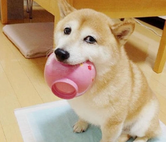 狗狗飲食禁忌