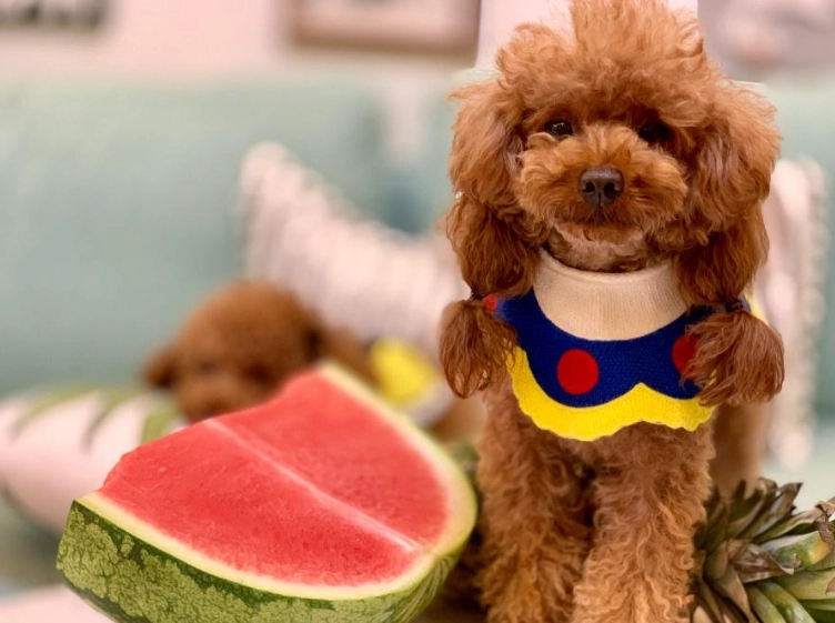 狗狗可以吃西瓜皮嗎