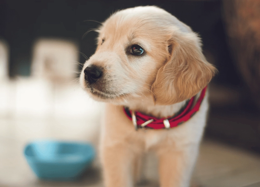 狗狗可以吃什麼蔬菜