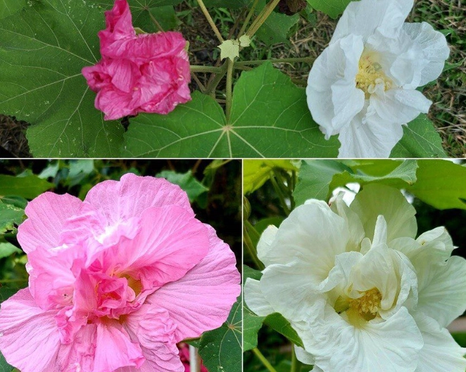 台灣芙蓉修剪方法